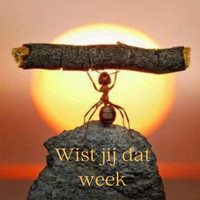 Wist jij dat - 1